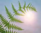 USA, Washington State, Seabeck. Close-up of bracken fern leaf. Botanical Print
